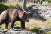 【悲報】クマさん、柴犬を咥えて逃走
