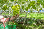 韓国「シャインマスカットは栽培が難しく日本は登録を諦めた。韓国が栽培技術を確立させた」