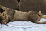 【可愛すぎるｗ】ワイ、玄関いく。　猫、気付いて見送る。　ワイ、アヒル覆面を被って戻ってくる。　猫、ギョッとする。　俺、そのまま無言で椅子に座る→