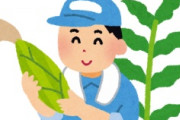海外「育てたい！」日本のあの野菜を全力栽培する英国の歴史ある農場に海外が超感動