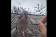 鳥さん、完全に手懐けられてしまう
