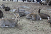 奈良のポイ捨て、シカの死活問題　死んだ9体の胃からプラごみ…
