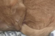 猫飼ったけど殆ど寝てるｗｗｗｗｗｗｗｗｗｗｗｗｗ