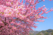 【賀茂郡】河津オートキャンプ場【動画】河津桜まつりは毎年2月上旬から3月上旬♪