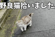 子ネッコ拾ったった…せや！YouTubeに投稿したろ！再生数万←これ