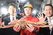 【鳥取】松葉ガニ、１杯５００万円　最高値にどよめき―初競り
