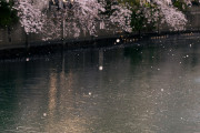 【画像】高瀬川に桜の絨毯がｗｗｗｗｗｗｗｗｗｗｗｗｗｗｗｗｗ
