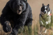 【クマ対策】犬に追わせれば市街地に来ないようになるとか