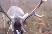【衝撃】鹿の決死の突撃を食らってしまったハンターが大変なことに。