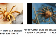 外国人「みんな何でカニは食べるのに蜘蛛は食べないの？基本的には同じだろ」