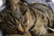 腕枕で眠るねこ 寝ぼけて伸ばしたお手手が下僕の顔をむにむに…【再】