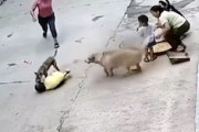 中国でGJ動画。野良犬に襲われた小さな男の子を愛犬が救う。