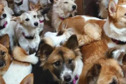 【ヤバすぎ】ある家族、8畳2間で犬164匹を飼ってしまう…