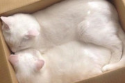 【ねこGIF】寒いのか猫団子になる子猫ちゃん達…寄り添う姿がたまりませんwww
