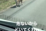 【悲報】イッヌさん、車を煽ってしまう