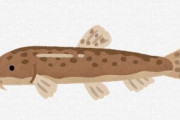 【魚類】キリンビール岡山工場のビオトープで絶滅が危惧される珍しいドジョウが発見される　岡山市