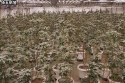 大麻草約2000本、5億円相当を栽培　 国内最大規模の「大麻栽培工場」摘発！密売グループのベトナム人6人逮捕