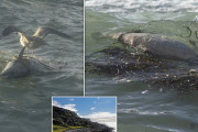 海に捨てられた漁網に閉じ込められ死んだイルカ、3頭発見される　イギリス