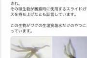 スライドガラスを持ち上げる微生物ほんと好き