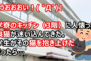 俺「うおおおい！( ﾟДﾟ)」大学寮のキッチン（3階）に人懐っこい野良猫が迷い込んできた。留学生がその猫を抱き上げたと思ったら…