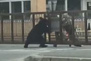【画像】陸上自衛隊さん、クマに侵入され敵前逃亡　←何度見ても情けないｗｗｗｗ