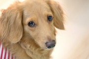 最近見たくもないのに「犬系彼女」とかいう動画が流れてくるんだけど、犬系彼女ってドコらへんが犬なの？