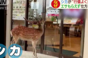 【奈良】エサを求めて仕方なく？　シカが“行儀よく来店”　鼻で自動ドアを開けておじぎ　※動画有
