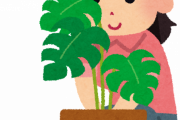 【嘘だろ〓】2年間、大事に観葉植物を世話してきた女性衝撃の事実を知る・・・・