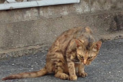 久々に実家に帰ったら、近所でこれぞ野良猫って感じの子を見かけた。【再】