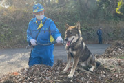 【朗報】四国犬「わびすけ」捕獲