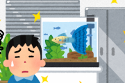 【悲報】アクア民さん、職場の増え過ぎた要らないグッピーやラムズを押し付けられる