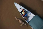 【南米】アマゾン川でイルカが大量死…干ばつと高温が原因との見方