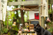 【不可解】内緒で神社の猫にエサをあげてたんだ