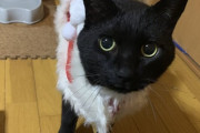 【ねこ画像】サンタねこ、靴下にプレゼント？ ほか【再】