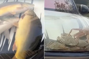 車のボンネットを水槽代わりにして生きた魚を入れた男性が物議をかもす