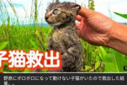 【朗報】捨て猫拾ってきた系YouTuber、ポリシー変更により終わる