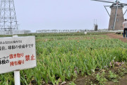 【千葉】密集回避でチューリップ刈り取ったら…　球根泥棒が横行　佐倉ふるさと広場