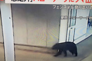 専業さん、熊以下だったwww