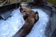 寝転んで気持ちいい！食べて美味しい！氷が大好き過ぎるカワウソ達の楽しそうな姿にほっこり