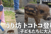 【動画】「超かわいい」珍しさとかわいさ大反響　「うり坊」と小学生がトコトコ登校　沖縄・名護市