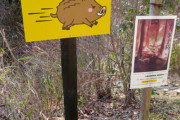 海外「日本で野生のイノシシに遭遇した時はどうしたらいいんだろう？」日本の野生動物に対する海外の反応