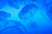 ストレス物質が減少するらしいから社会に疲れたみんなは水族館へクラゲを見に行こう！