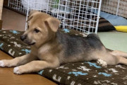うちの犬、クソかわいい