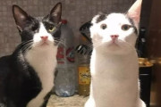 片耳の猫と片目の猫が最強の仲良しペアに。2匹で1つのニコイチコンビ