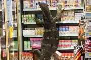 コンビニに全長180cmの巨大トカゲが乱入　客は逃げだしトカゲは暴れ放題　ジュラシックパークだろこれ