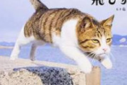 猫って俺がいたとこ好きだよな