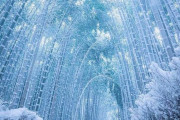 海外「まるで魔法のようだ」 日本の凍った竹林の道が美しいと話題に