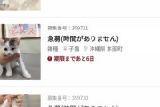 【悲報】今月殺処分予定の猫ちゃんの一覧
