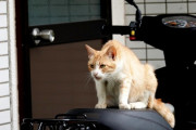 寝てる間に俺のバイクに勝手に猫が乗ってるみたいなんだけど対策あるかな？
