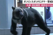 札幌の住宅地に出没していたヒグマ、駆除される